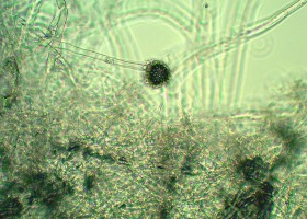 Blámusoppur í Barnaútvarpinum