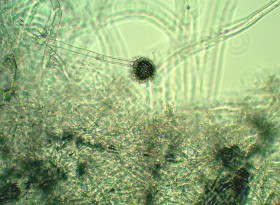 Blámusoppur í Barnaútvarpinum