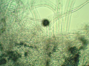 Blámusoppur í Barnaútvarpinum